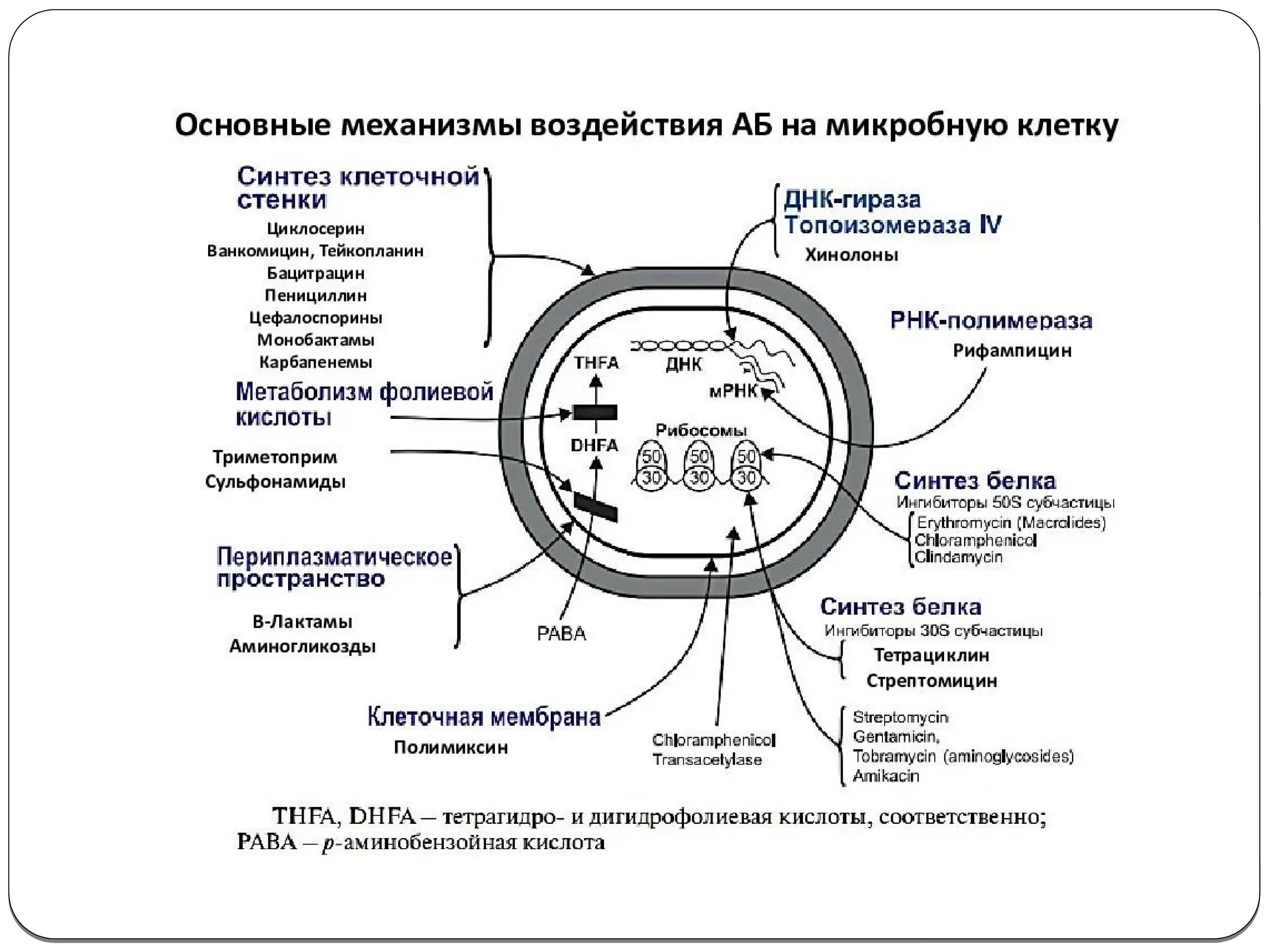 Антибактериальная резистентность. Схема механизм устойчивости микробов к антибиотикам. Механизмы образования устойчивости микроорганизмов к антибиотикам. Механизмы формирования резистентности к антибиотикам. Основные механизмы устойчивости бактерий к антибиотикам.