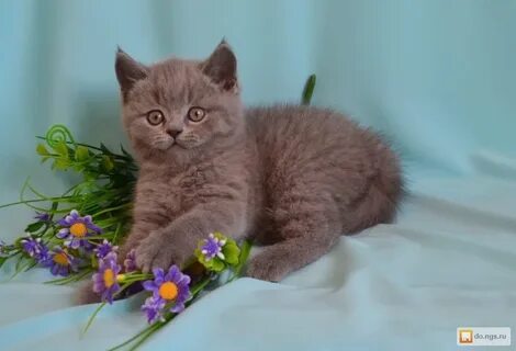 Продаю британских котят
