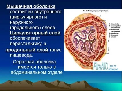 Оболочки матки