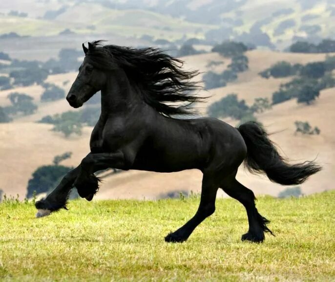 Фризская Аппалуза. Порода Мустанг. Фризская лошадь. Лошадь породы Мустанг черный. Про черного коня