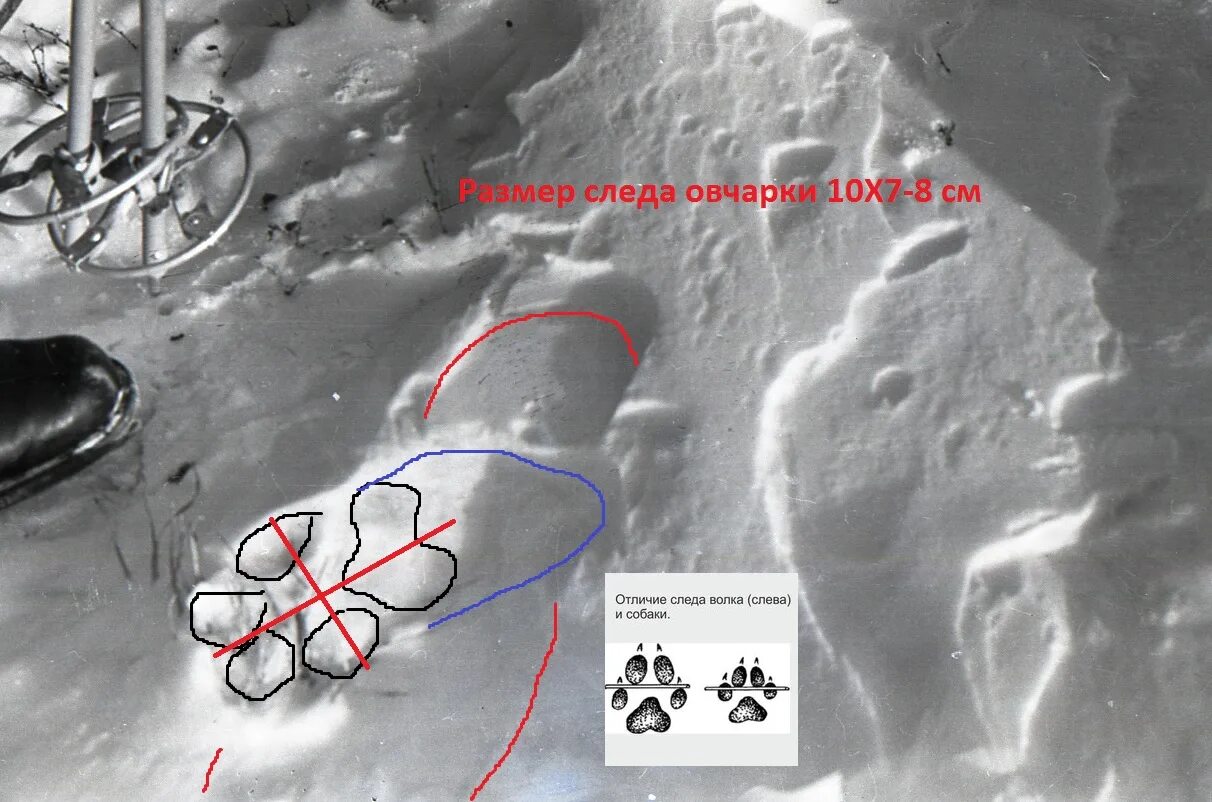 Как отличить следы. След волка и собаки отличия. Различие следа волка и собаки. Отличие следов волка от собачьих следов. Отличие следа волка от собаки.