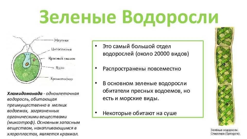 Хламидомонада и спирогира. Водоросли строение многоклеточных зеленых водорослей. Характеристика зеленых водорослей 5 класс биология. Строение зеленых водорослей 6 класс биология. Отдел зеленые водоросли общая характеристика.