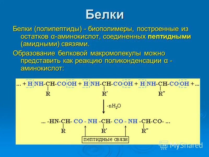 Образование полипептида из аминокислоты. Реакция поликонденсации аминокислот образование пептидов. Реакция образования пептида белка. Образование белка реакция поликонденсации аминокислот.