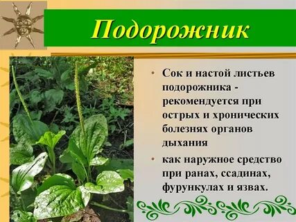 Какие растения являются лекарственными подорожник валериана ромашка