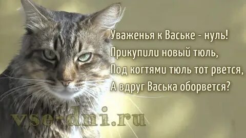 Уважение кошки