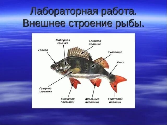 Передвижение рыб 7 класс биология лабораторная работа. Внешнее строение рыбы биология. Внешнее строение рыбы 7 класс биология. Особенности внешнего строения рыб. Лабораторная работа внешнее строение рыбы.