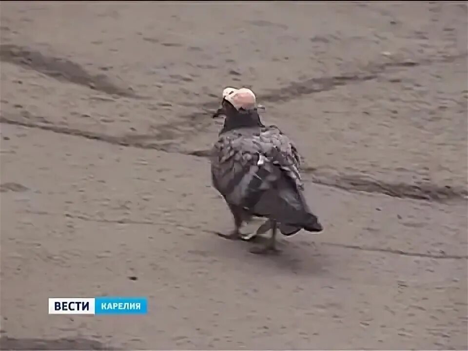 Голубь в кепке. Голубь в кепке. Голубь в кепке. Голубь репер. Голубь в кепке петрозаводск.