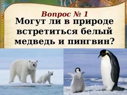 Медведи охотятся на пингвинах