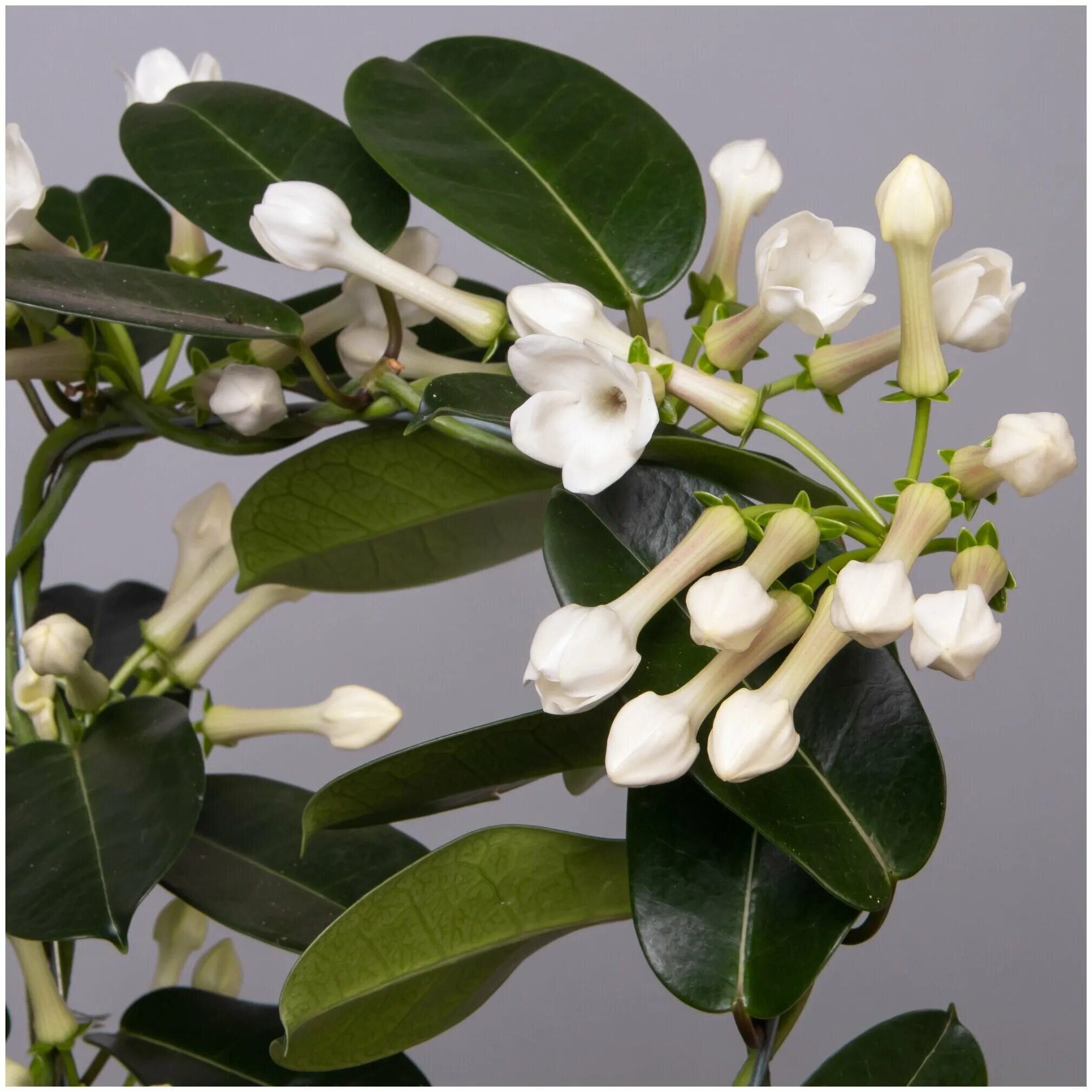 Стефанотис stephanotis