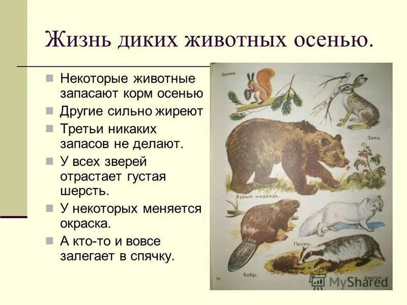 Осенью животные готовятся к зиме. Изменения животных осенью. Изменения в жизни животных зимой. Звери осенью 2 класс. Как звери готовятся к зиме.