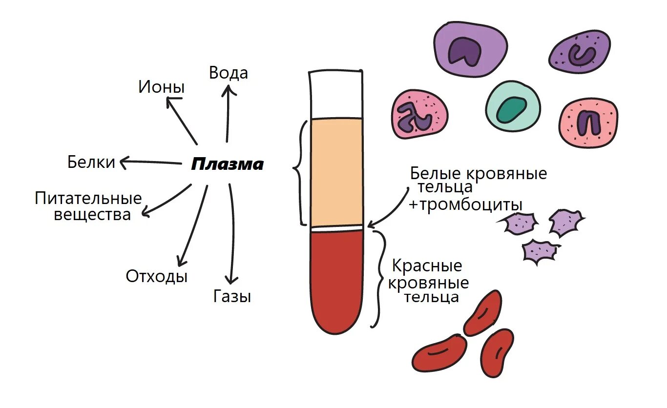 Эритроциты лейкоциты тромбоциты. Blood components. Клетки крови эритроциты лейкоциты тромбоциты рисунок. Тромбоциты на белом фоне.