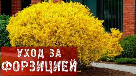 Обрезка форзиции