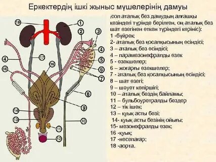 Смотреть порно құл видео онлайн