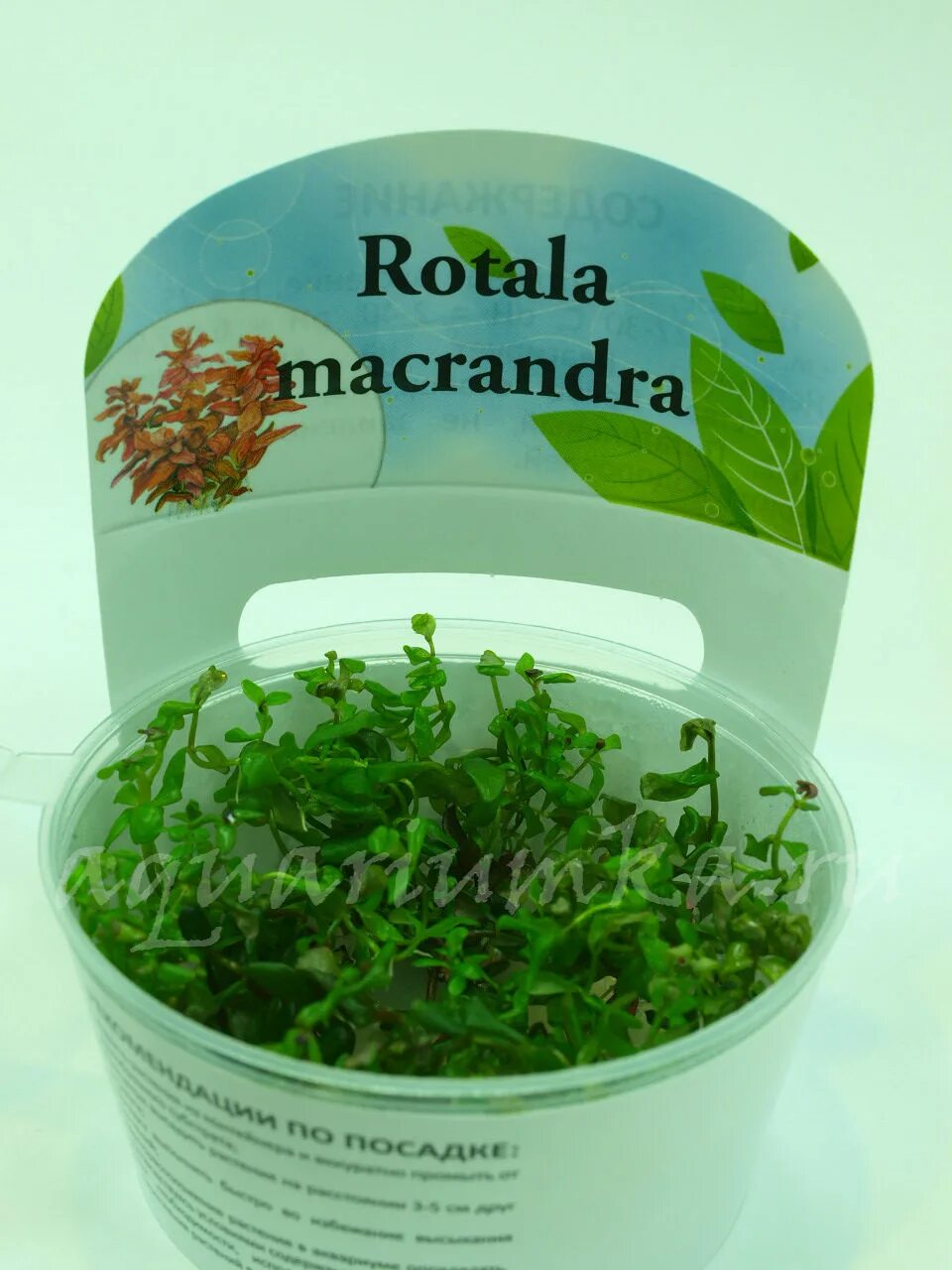 меристемные аквариумные. (pogostemon sp. ротала крупнотычинковая меристемная rotala macrandra. мох меристемный. меристемные аквариумные.