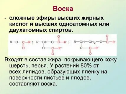 Липиды воска