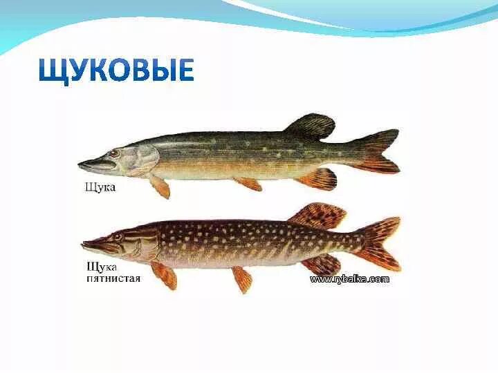 Семейство Щуковые. Разновидности щук. Семейства рыб щука. Щука обыкновенная.