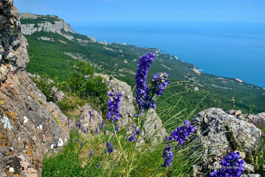 Природный мир крыма. Крымские яйлы растительность. Растительность крымских гор яйла. Крымский заповедник Алушта. Биосферный заповедник Крыму.