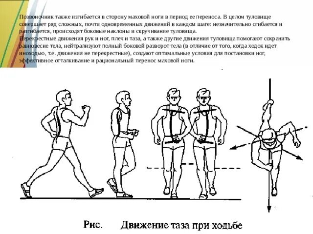 Сильных и резких движений и. Движение таза при ходьбе. Движение рук ног и таза в спортивной ходьбе. Спортивная ходьба движение таза. Спортивная ходьба схема.