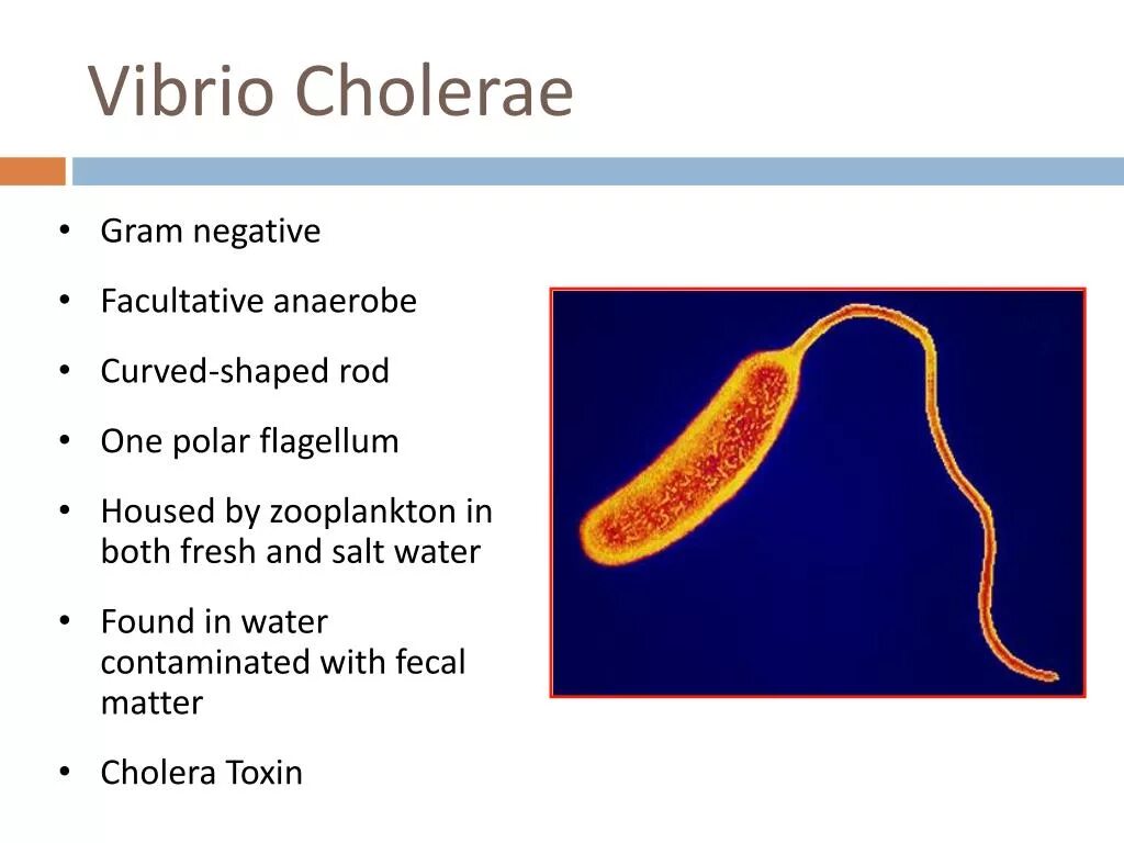 Холерный вибрион впр. Vibrio cholerae факторы патогенности. холерный вибрион царство. холерный виброн вибрион. vibrio cholerae строение.