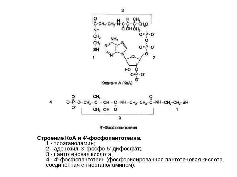 Строение коэнзима а биохимия. Коэнзим а пантотеинфосфат структура и функции. Коэнзим а структура и функции. Структурная формула 4-фосфопантотеина. Коа формула