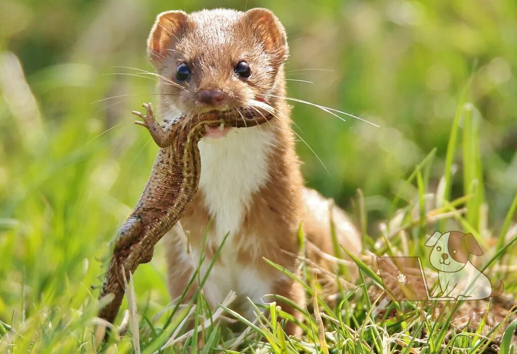 Ласка животное фото. Ласка обыкновенная (Mustela nivalis). Мелкие хищники. Колонок животное. Норка ловит мышей