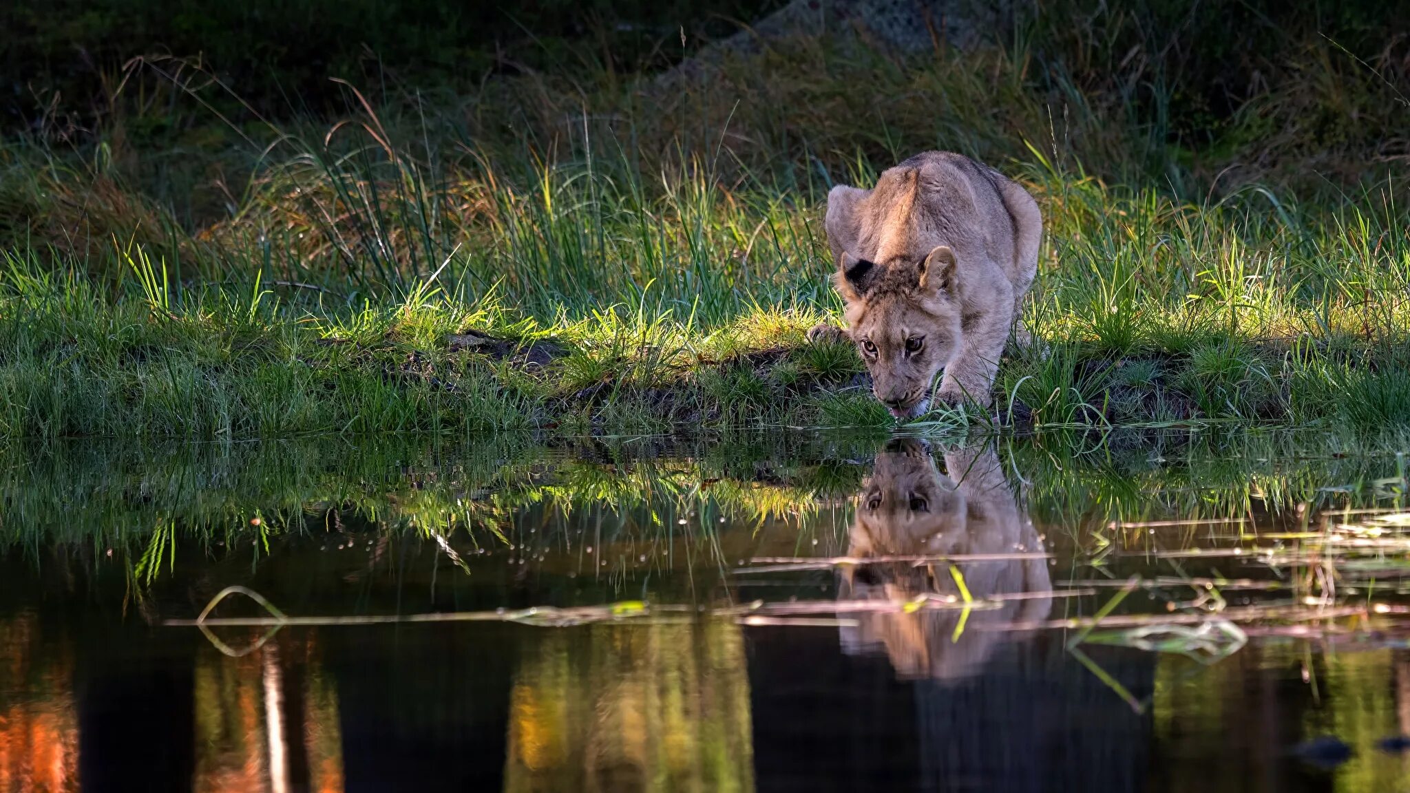 Львы купаются в воде. Лев на море. Водный лев. Лев в воде. Дикая природа.