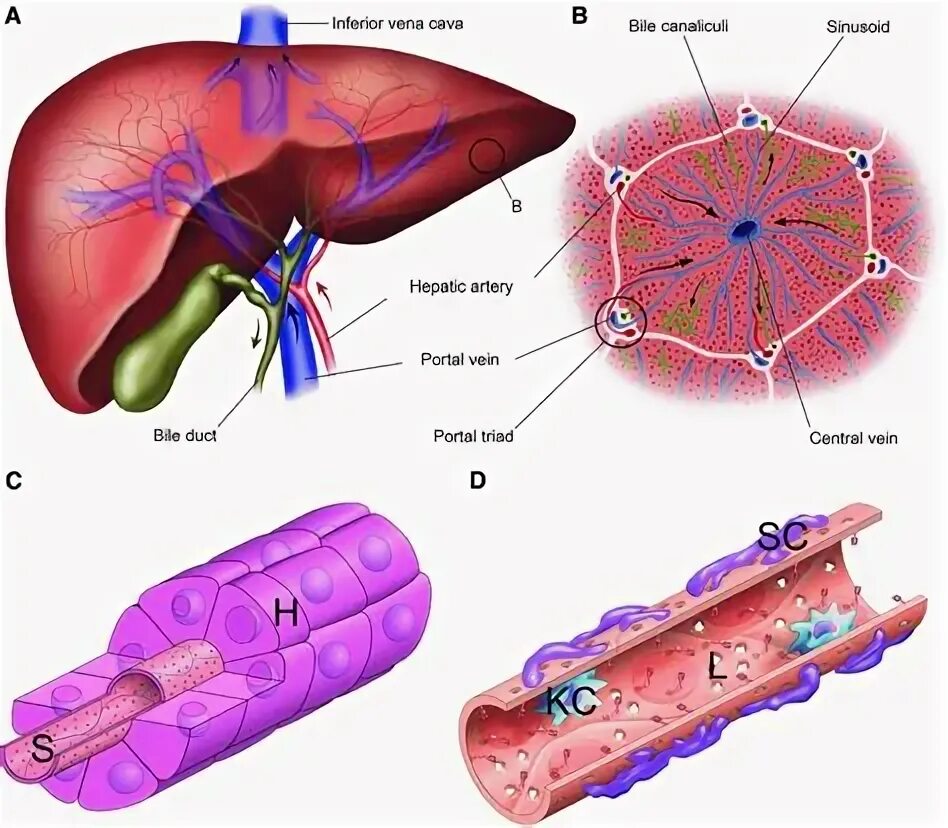 Кровь через печень. Кровоснабжение печени анатомия. Долька печени анатомия. Liver structure.