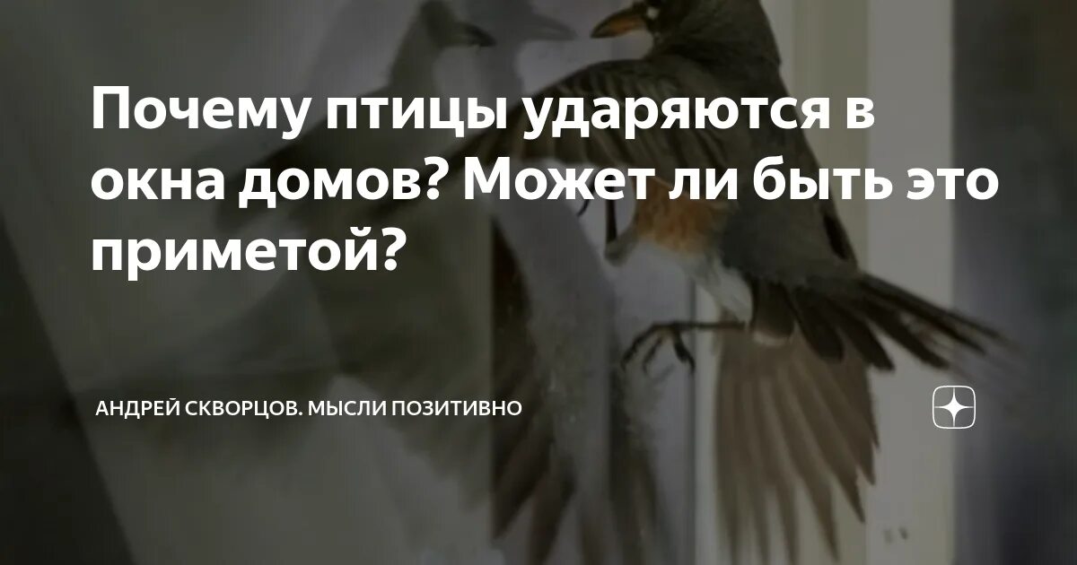 Птица ударилась в окно и улетела примета. Примета птица ударилась в окно. Примета голубь ударился в окно. Почему птицы врезаются в окна.