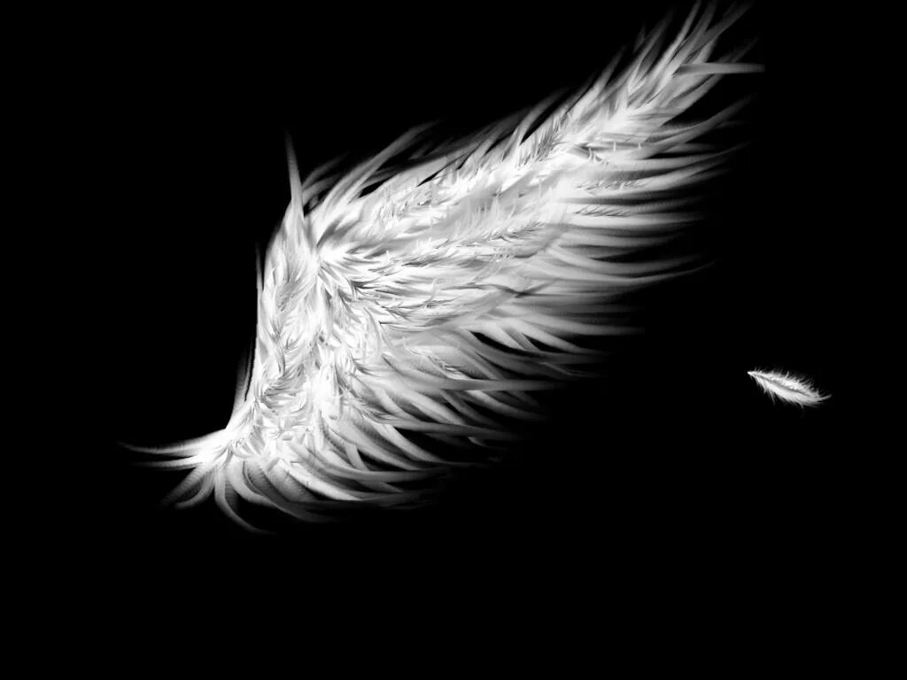 Крылья перья. Крылья ангела. Черные Крылья. Ангельские Крылья перья. Крылья на черном фоне