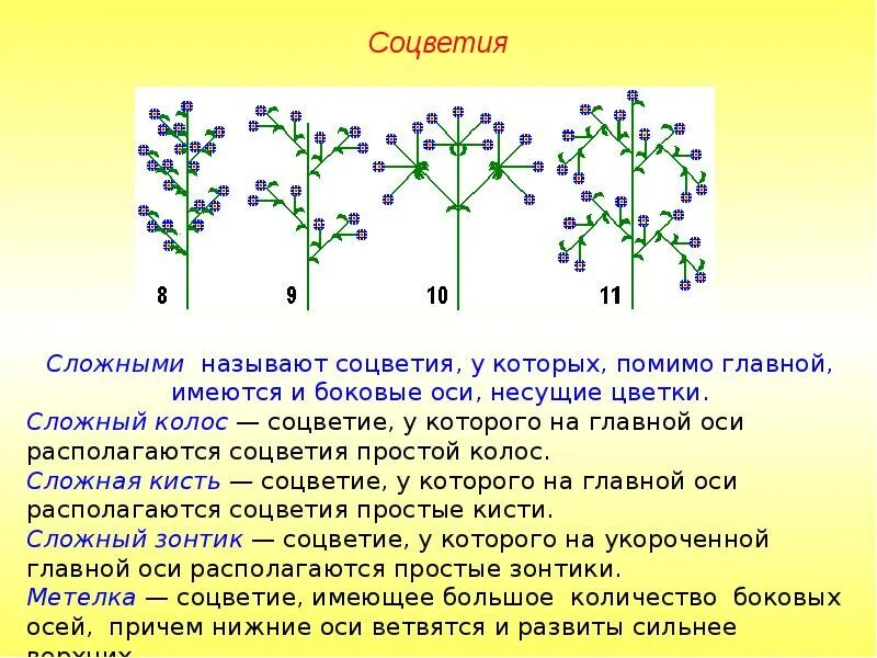 Щитковидная метелка соцветие. Характеристики соцветий 6 класс. Характеристика главной оси соцветия Колос. Характеристика соцветия кисть. Какое из перечисленных соцветий относят к сложным