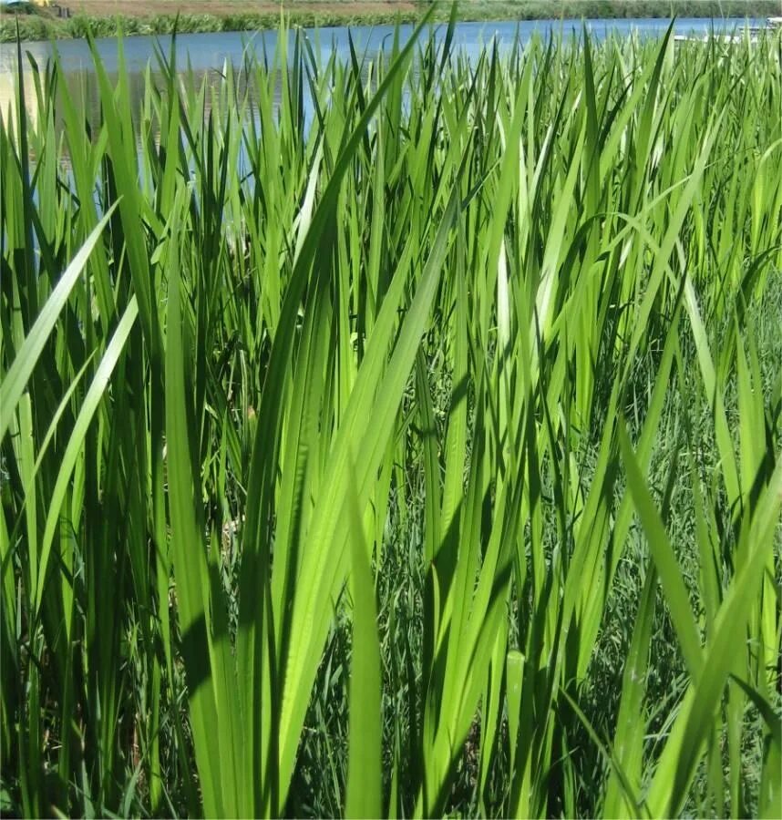 Аир где купить. АИР обыкновенный - Acorus Calamus. АИР обыкновенный (Acorus Calamus l.). АИР болотный (Acorus Calamus). АИР болотный Фармакогнозия.