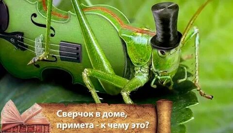 Клетка для сверчка