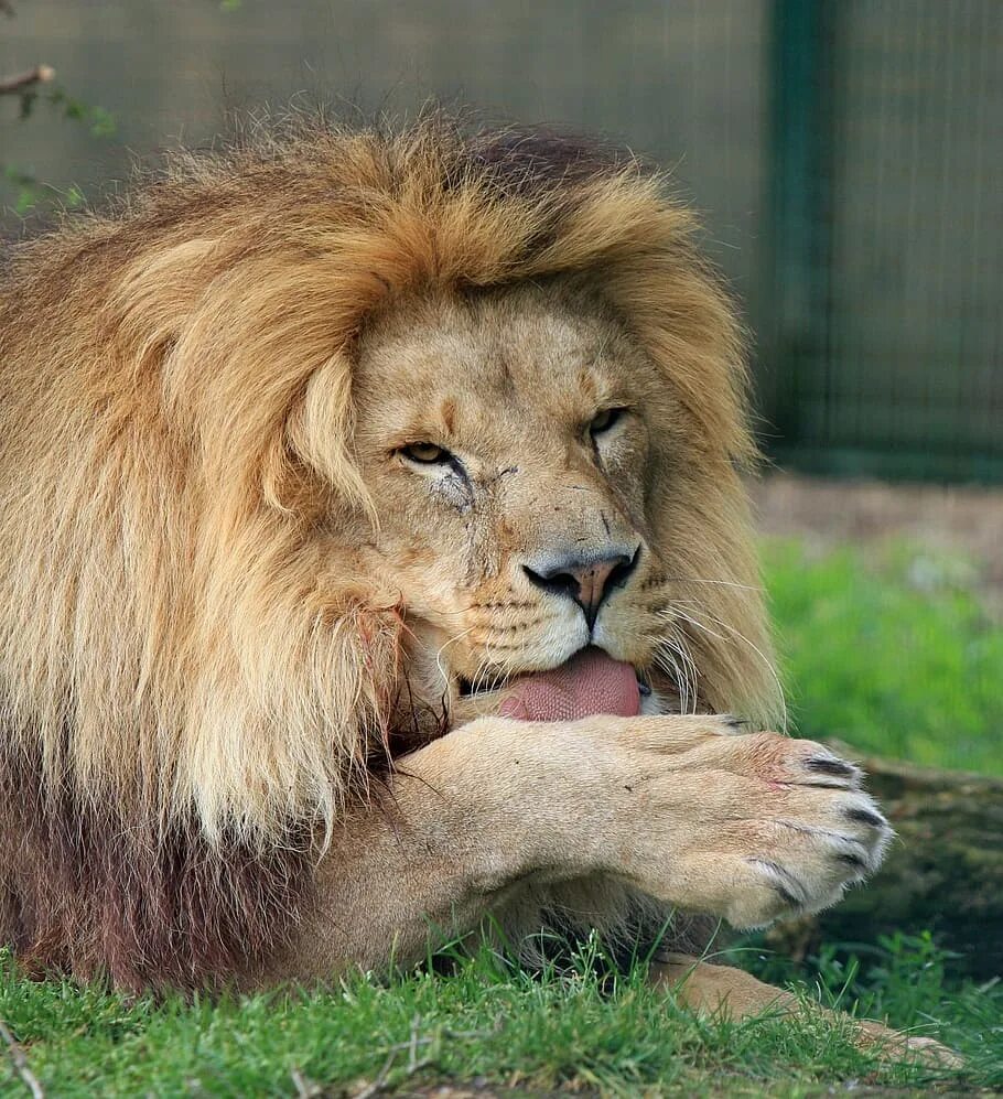 Глаза льва. Какая фамилия у льва. Какая фамилия у льва. Лев. Какая фамилия у льва.