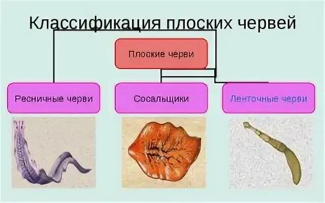 Плоские черви примеры названия. Плоские черви подразделяются на. Представители типа плоские черви 7 класс биология. Типы плоских червей схема. Плоские черви классификация 7 класс.