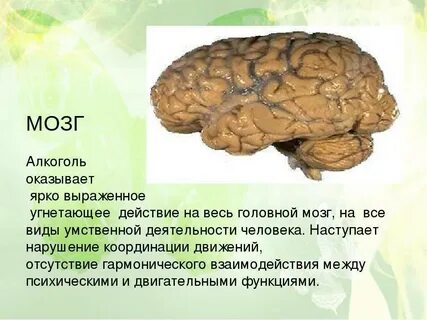 Алкогольная интоксикация мозга