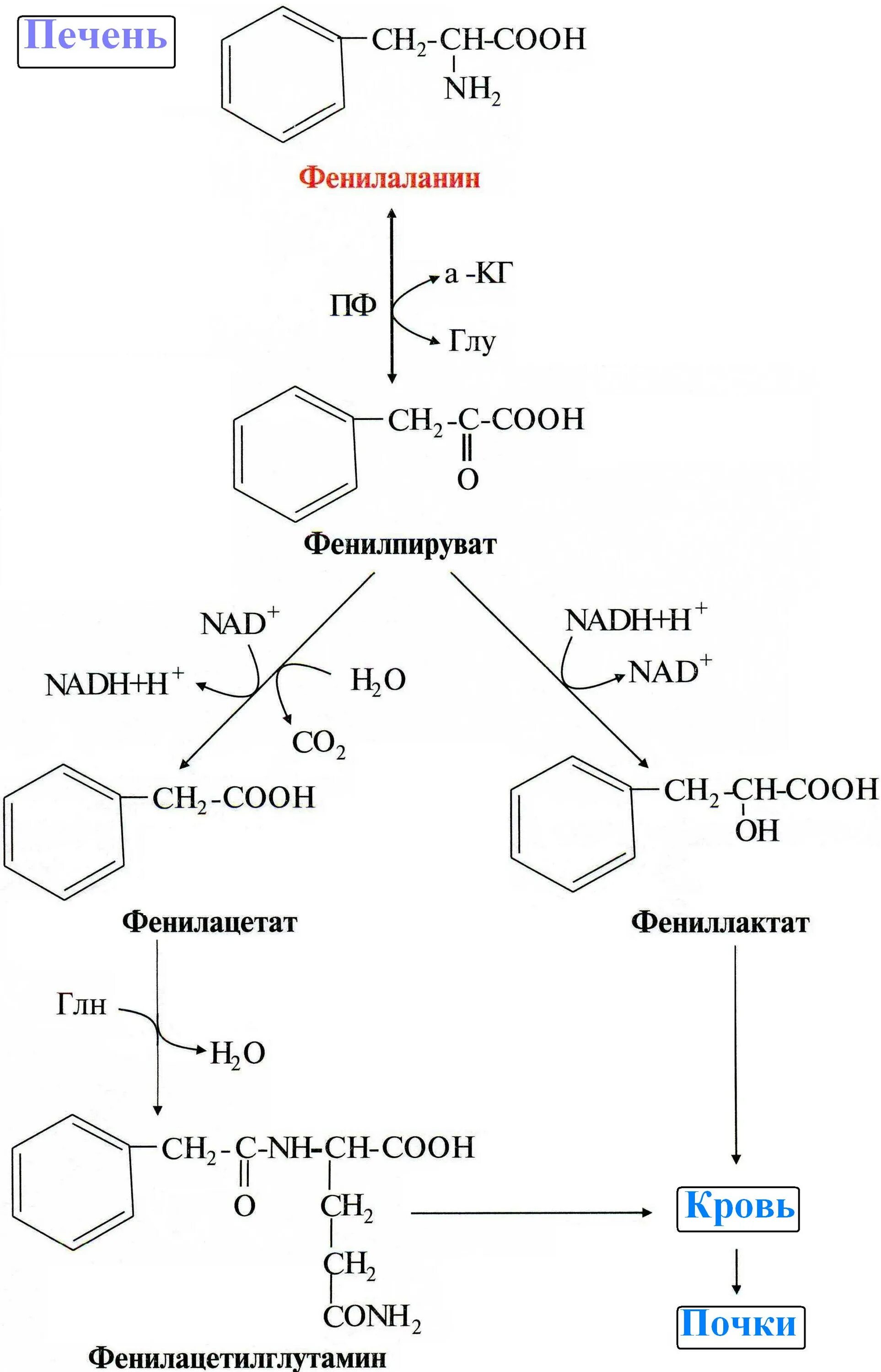 Фенилаланин биохимия. Превращение фенилаланина в тирозин. Схема альтернативного пути превращения фенилаланина. Альтернативный путь превращения фенилаланина. Схема реакций обмена фенилаланина.