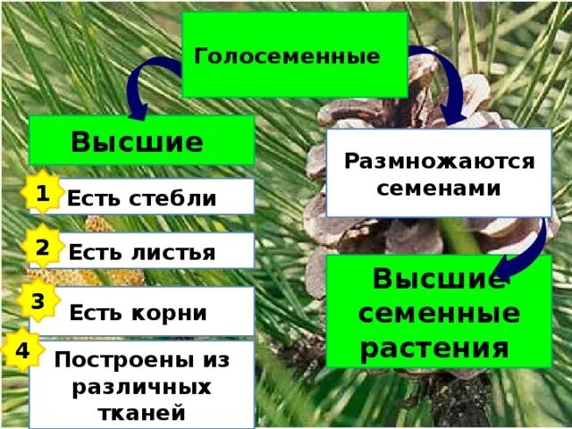 В отличие от голосеменных у покрытосеменных появляются. Голосеменные и покрытосеменные растения. высшие растения семенные голосеменные. характеристика голосеменных. характеристика голосеменных растений.