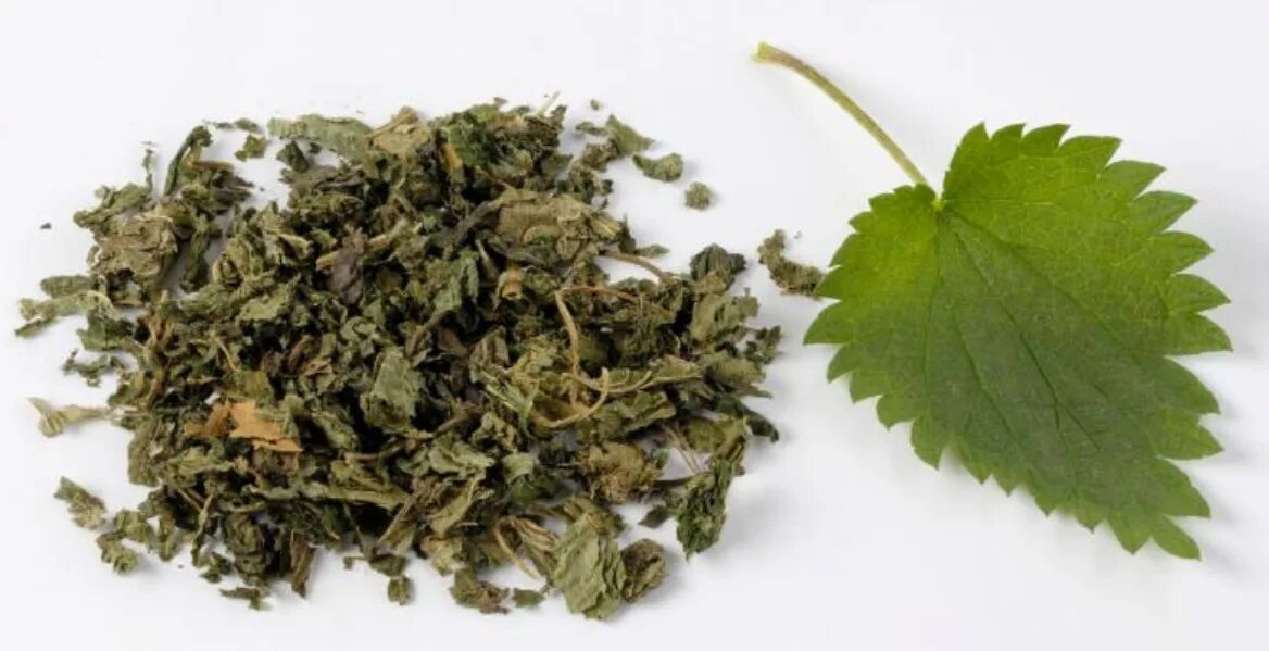 Сухая крапива. Крапивный веник двудомная. Сырье крапивы. Крапива двудомная высушенные. Сырье крапивы.