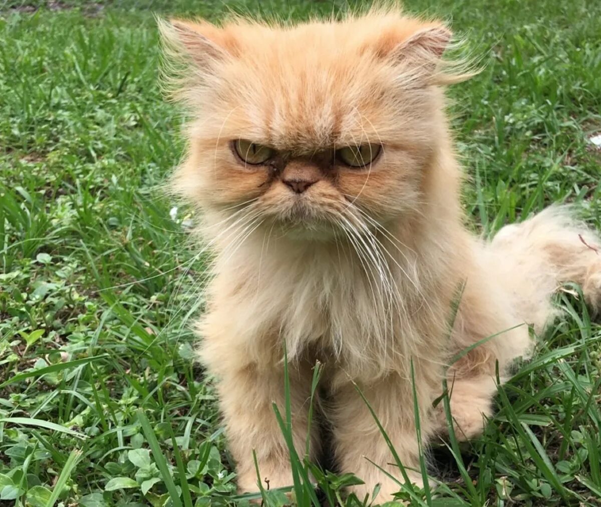Со коте
