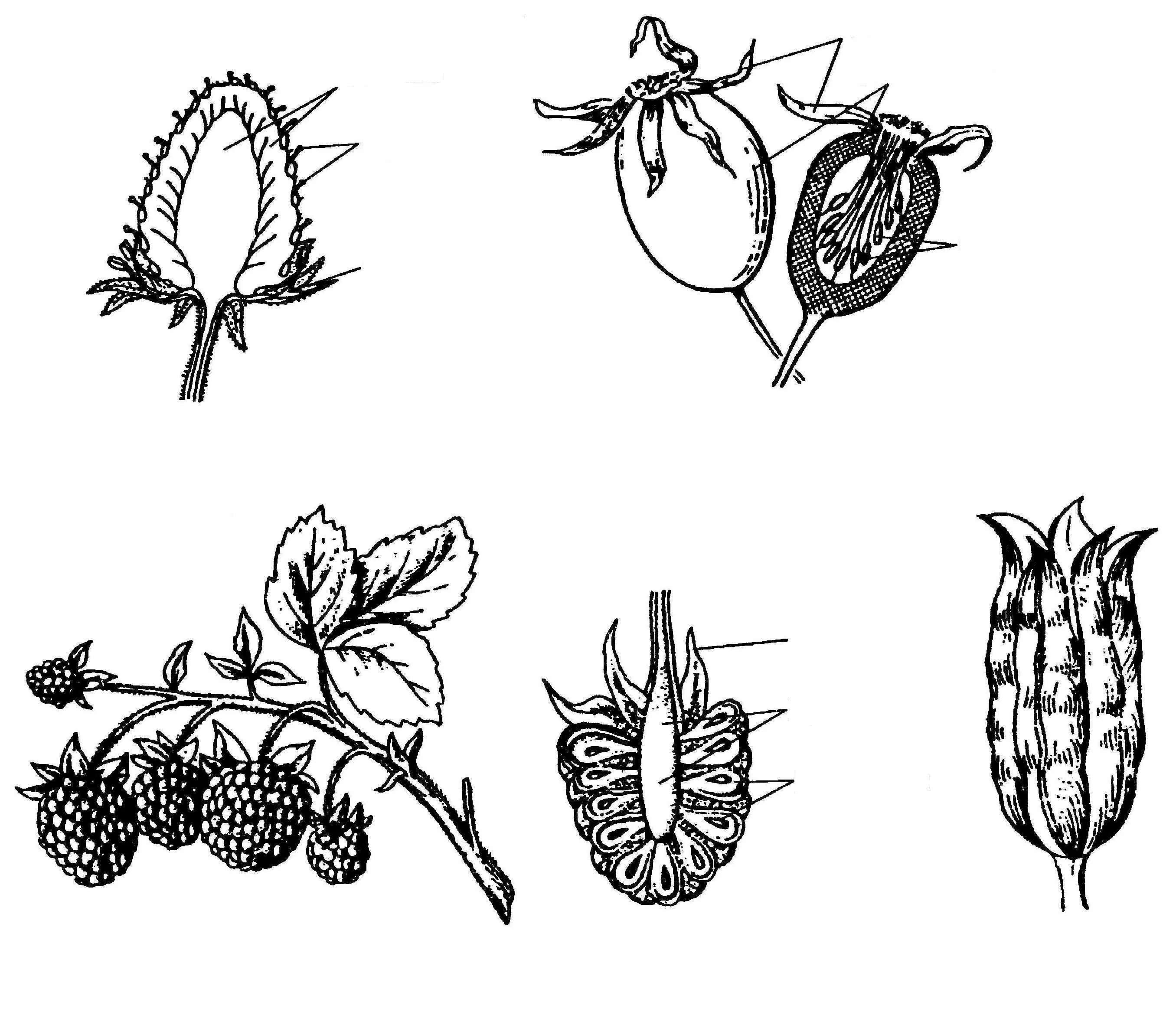 Плод многокостянка. Малина многоорешек. Соплодие малины. Малина костянка. Простые плоды сложные плоды соплодия