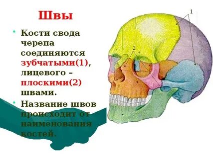 Какая кость черепа соединяется с другими подвижно