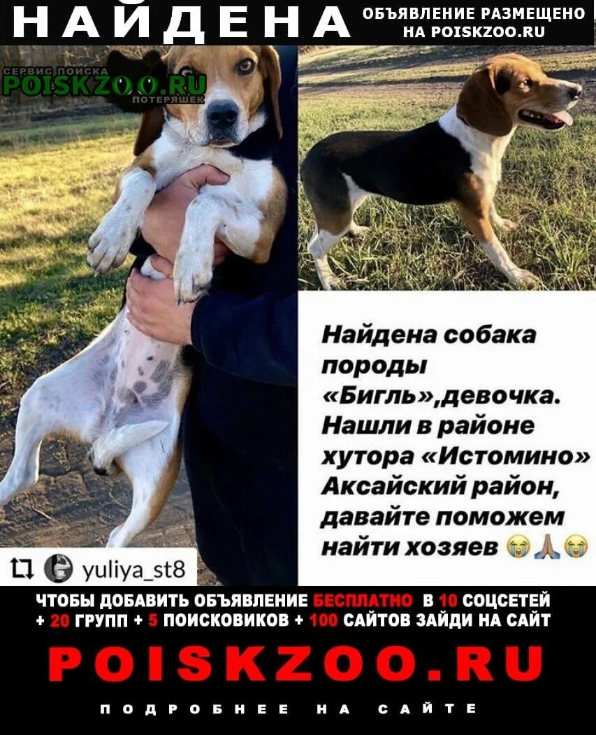 Овчарка ростов на дону найдена. Найдена собака ростов. Найдена собака ростов-на-дону. Собака потеряшка в ростове-на-дону. Потеряшки ростов-на-дону собаки.