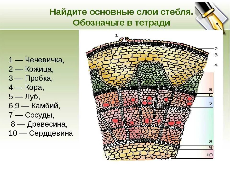 Строение стебля биология 6 класс биология. Рис 62 внутреннее строение стебля. Клеточное строение стебля 6 класс биология. Строение стебля 5 класс биология. Внутреннее строение части стебля