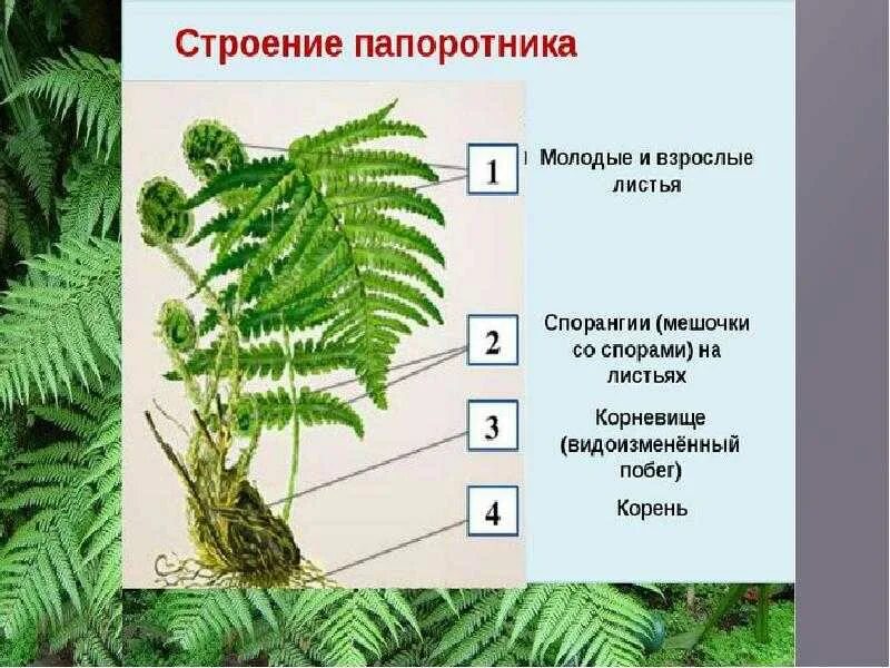 Число видов папоротников