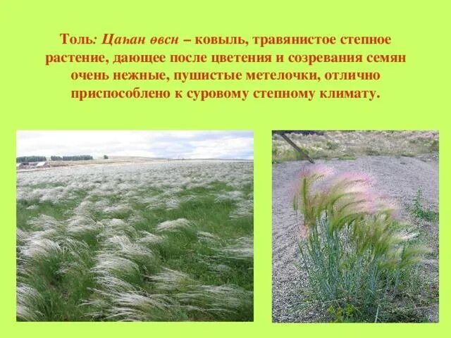В какой природной зоне живет ковыль. Растения живущие в степи. приспособления ковыля к условиям степи. ковыль степной сообщение. зона степей сообщение ковыль.