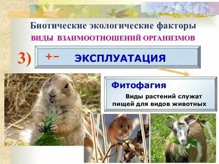 Какие типы биотических взаимоотношений
