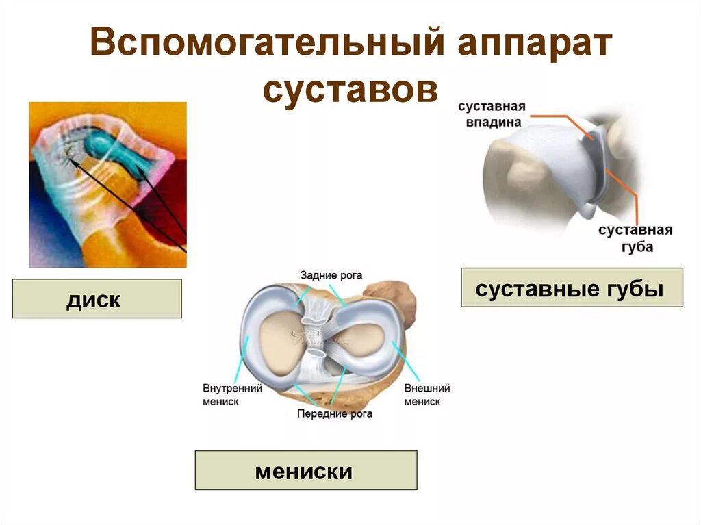 Какие структуры сустава. Строение сустава вспомогательный аппарат суставов. Вспомогательный добавочный аппарат сустава. Функции вспомогательного аппарата суставов.