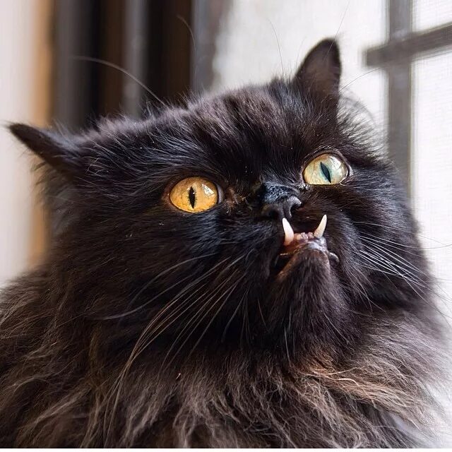 Злой небритый. Персидский кот с клыками. Злая кошка. Черный пушистый злой кот. Злая пушистая кошка.