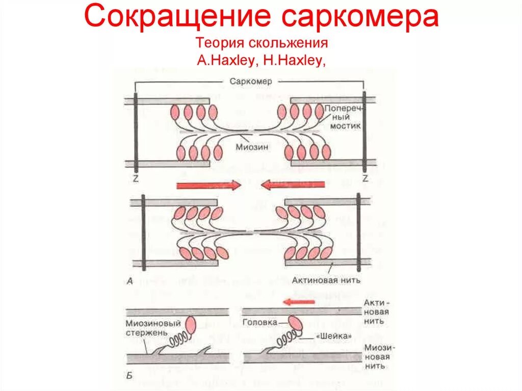 Сокращение саркомера. Саркомер механизм мышечного сокращения. Механизм мышечного сокращения теория скольжения. Саркомер теория мышечного сокращения. Саркомер схема сокращения.