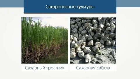Техническая сахарная культура